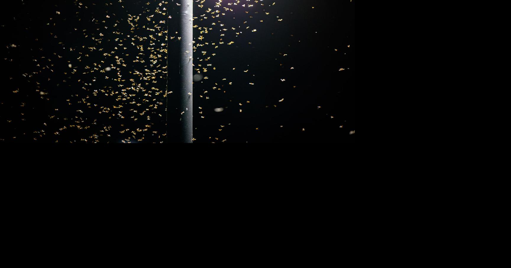 Formosan termites are swarming New Orleans again. Here are tips to keep your home safe.