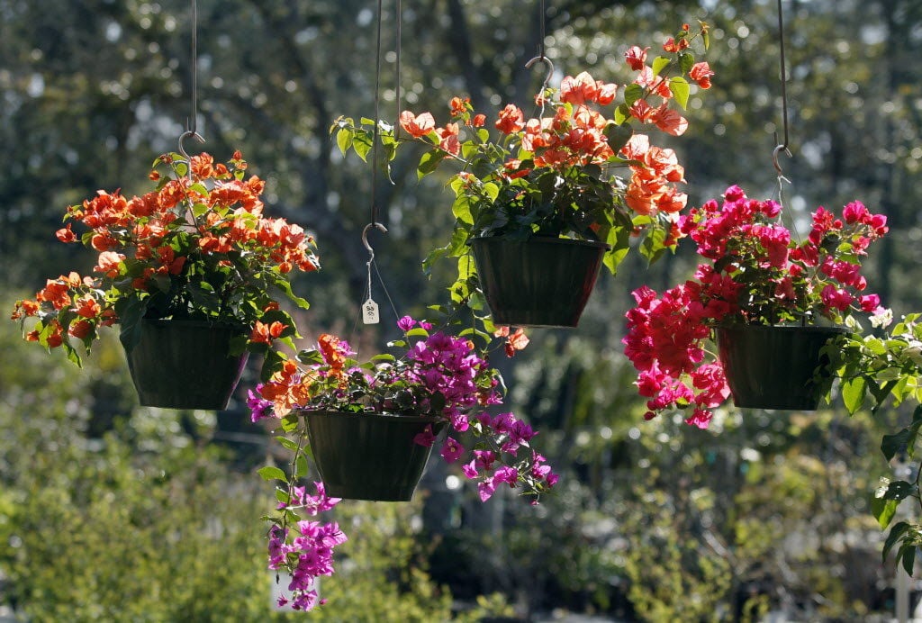 With tough love, Bougainvilleas ignite tropical blaze in Louisiana landscape Home/Garden