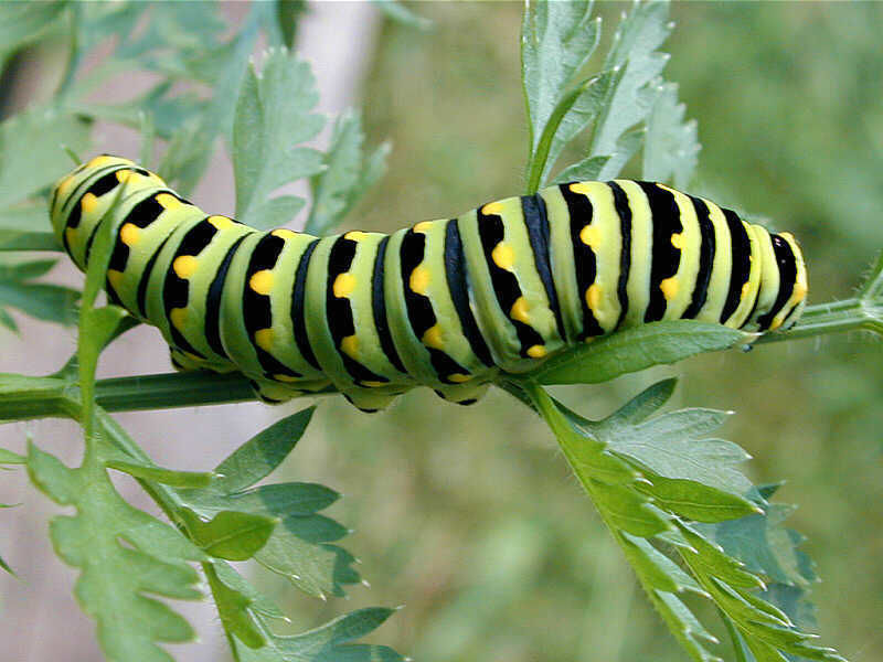 Digging In Know your caterpillars before bringing out the spray Home