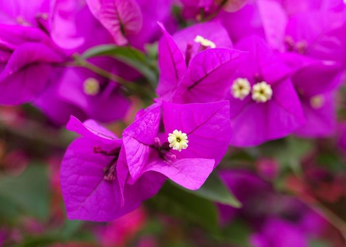 Bougainvillea captures the colorful spirit of spring and summer ...