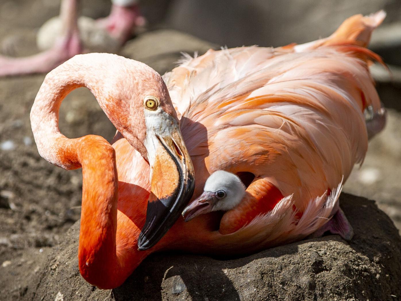 Audubon Zoo Tours - Book Now | Expedia, image size:1396x1048