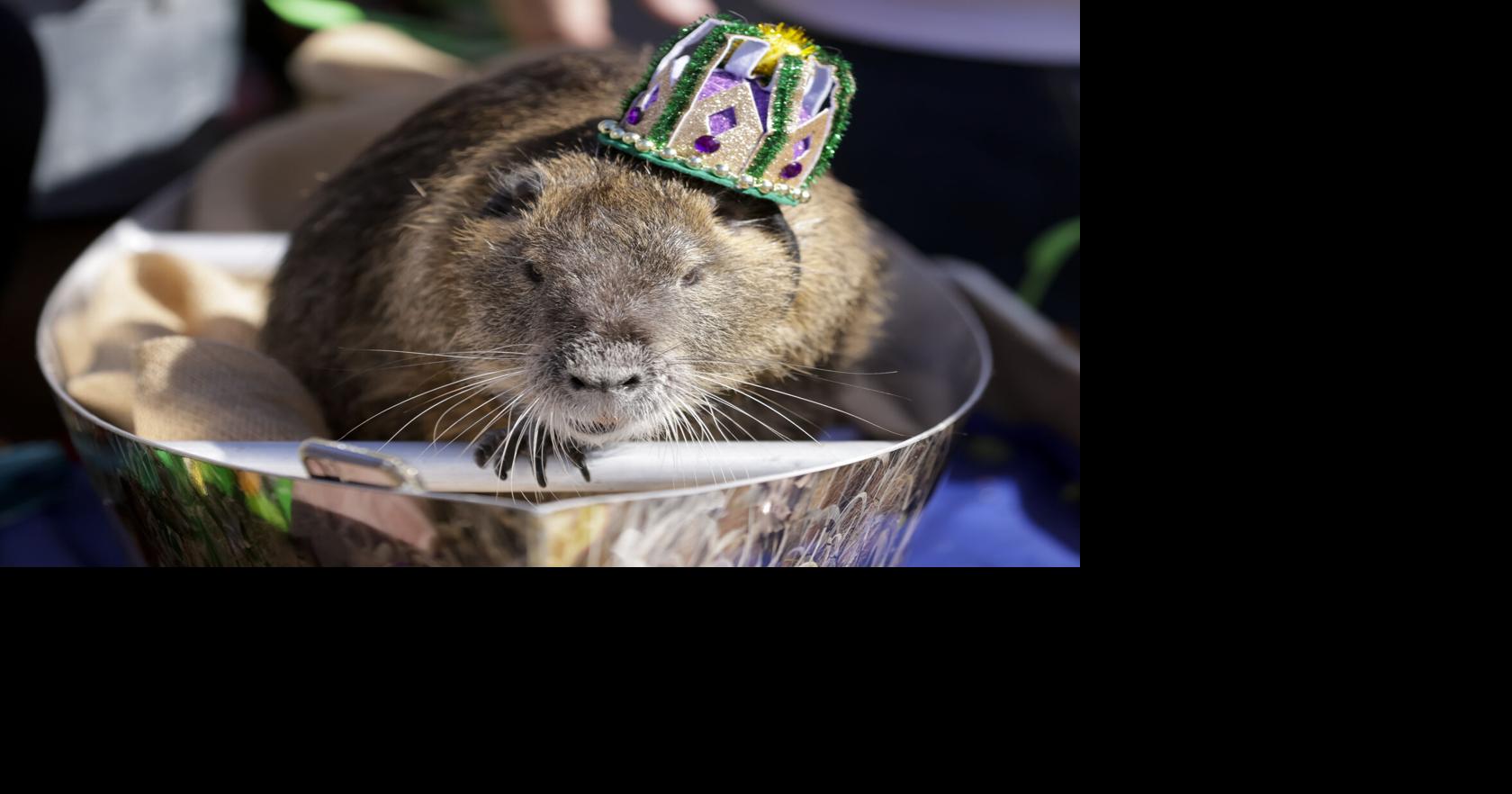 Neuty the nutria, Louisiana's celebrity swap rat, has cancer | News ...