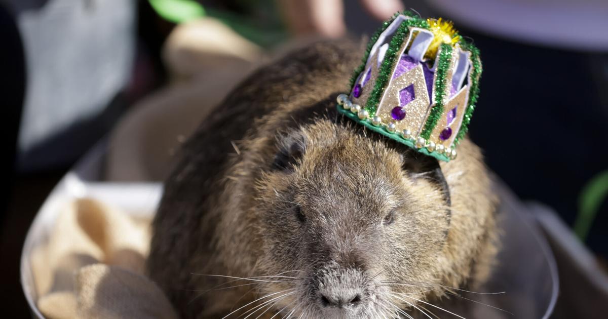 Swapped Rats Neuty the nutria, Louisiana's celebrity swap rat, has cancer | News ...