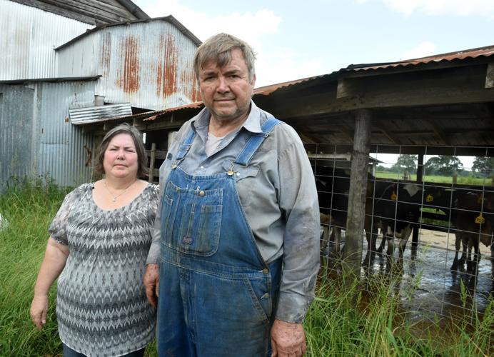 Once cash cow, Louisiana dairy farming becoming vanishing ...