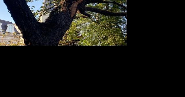 Three New Orleans tree failures in 24 hours spark alarm | News - Vimarsana News