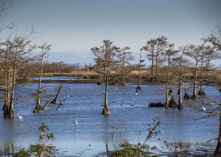 Despite cold and rain, Nutria Rodeo bags 1,900 swamp rats, tops last ...