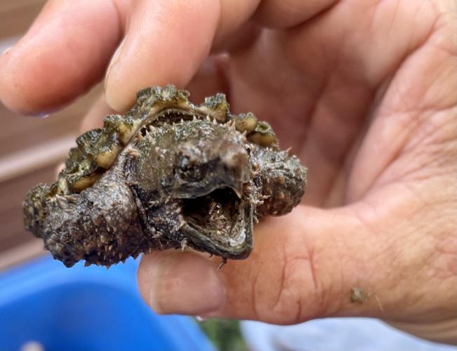 Man tries to save alligator snapping turtles from extinction