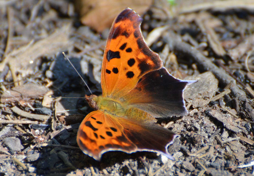 Louisiana butterflies See 28 winged beauties that call our state home