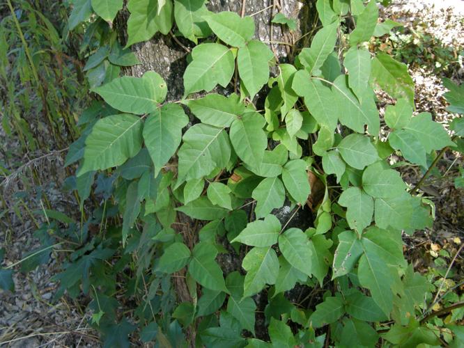 POISON IVY: How to Identify, Prevent & Remove 
