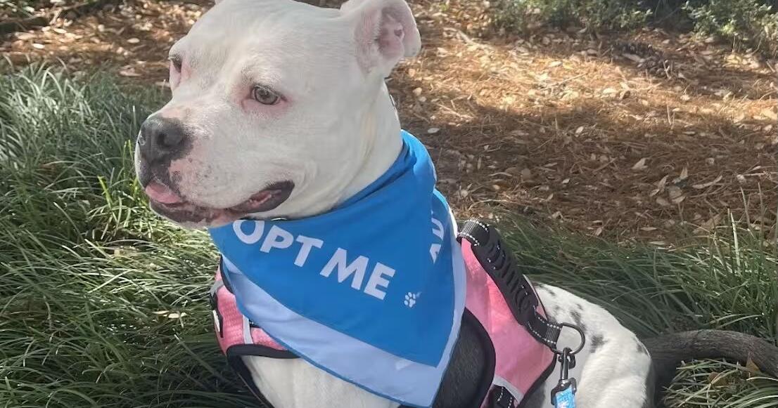 Meet Baby Girl, possibly the sweetest dog ever, and our pet of the week