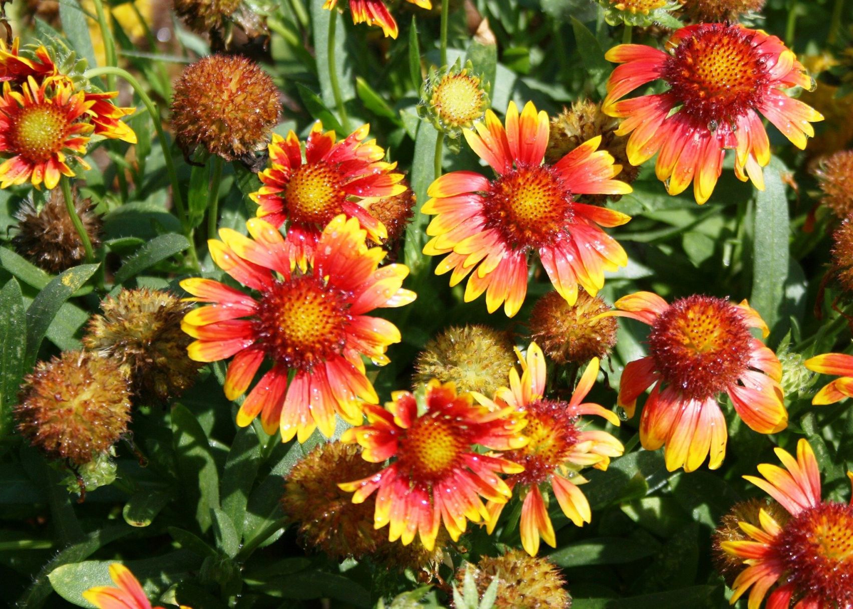 mesa bicolor blanket flower