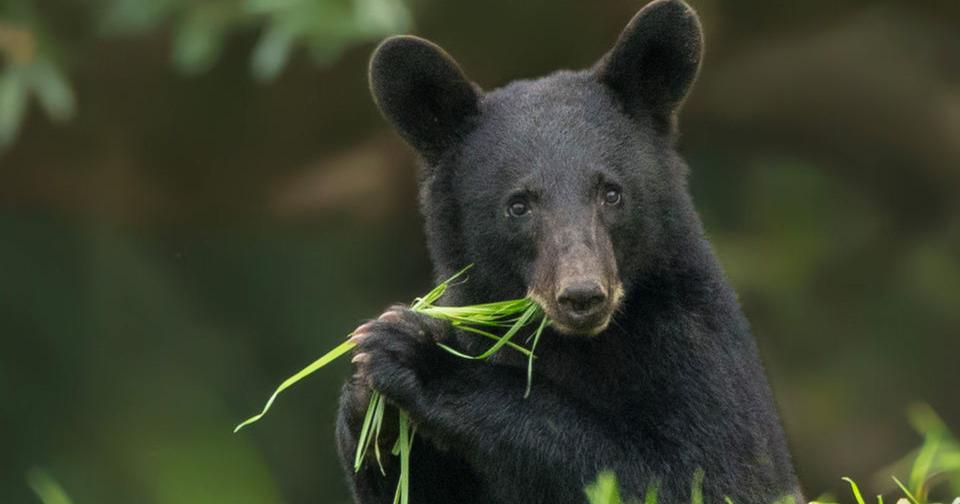 Petition aims to halt restart of bear hunting in Louisiana | Environment - Vimarsana News