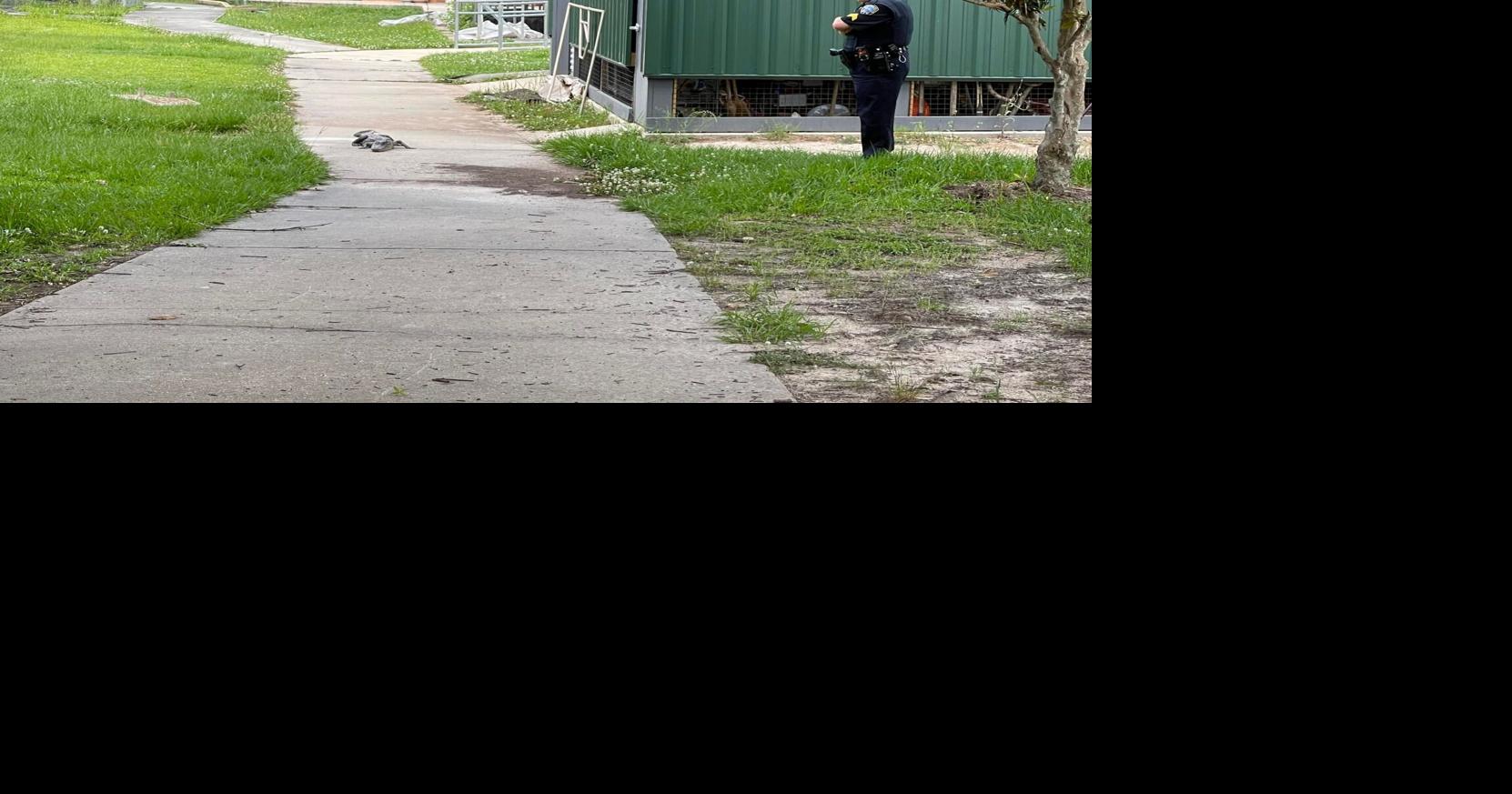 Campuscrashing alligator at Slidell High captured by animal control