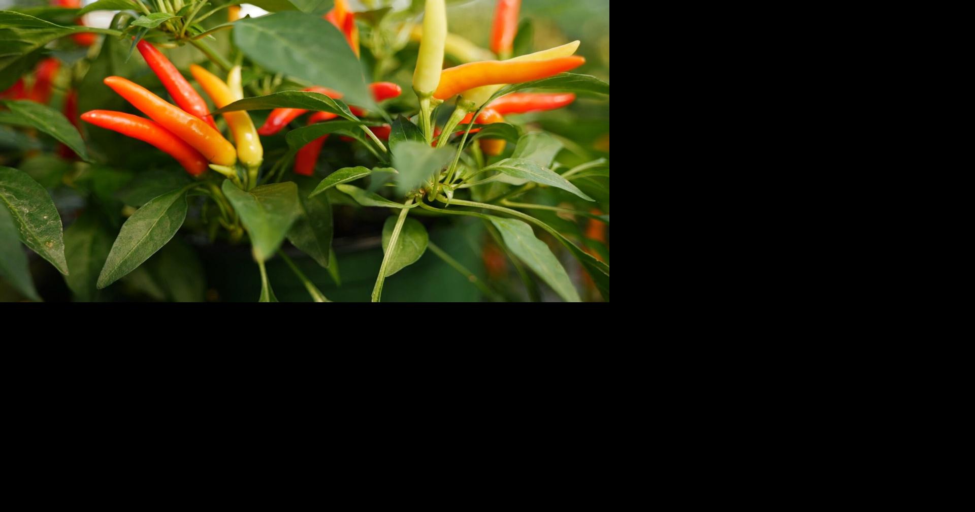 I bought ornamental peppers to decorate my fall porch in Louisiana. Are they edible?