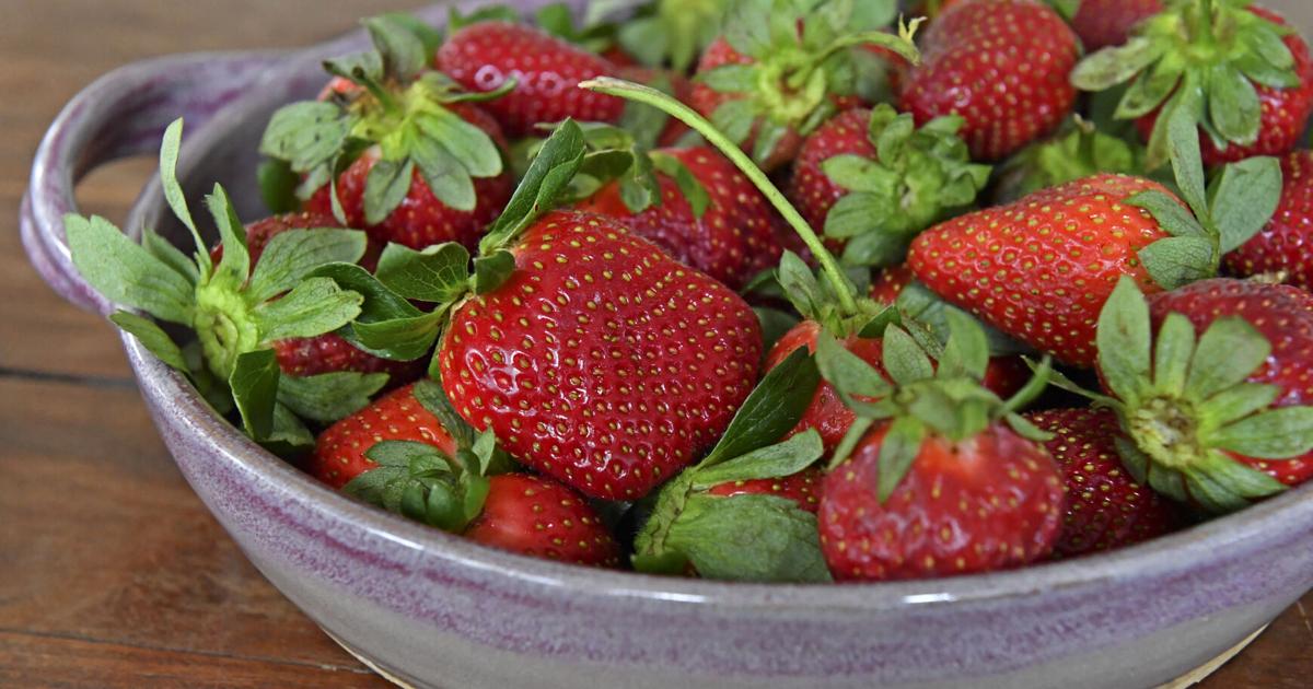 Plant strawberries now for a luscious spring harvest. Dan Gill explains which varieties to look for | Home/Garden