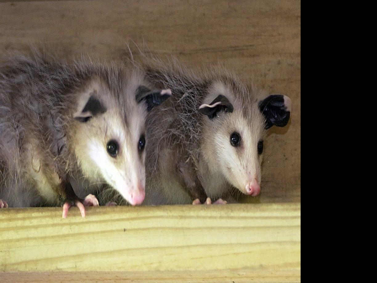 Opossums can be good neighbors, and despite the myth, they don't carry  rabies | Entertainment/Life | nola.com