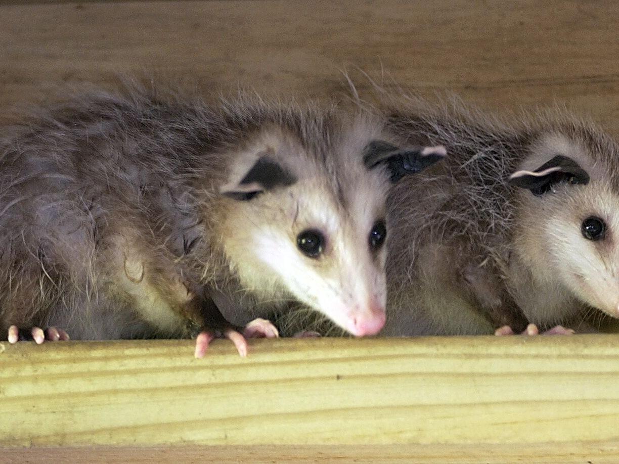 Opossums can be good neighbors, and despite the myth, they don't carry rabies | Entertainment/Life | nola.com