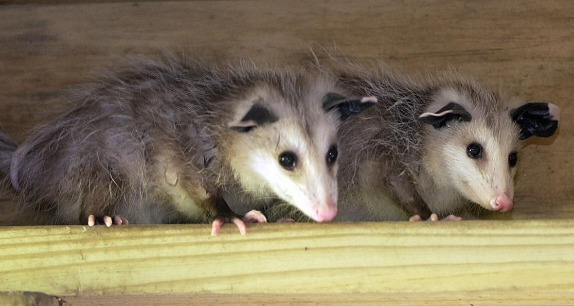 Opossums can be good neighbors, and despite the myth, they don't carry