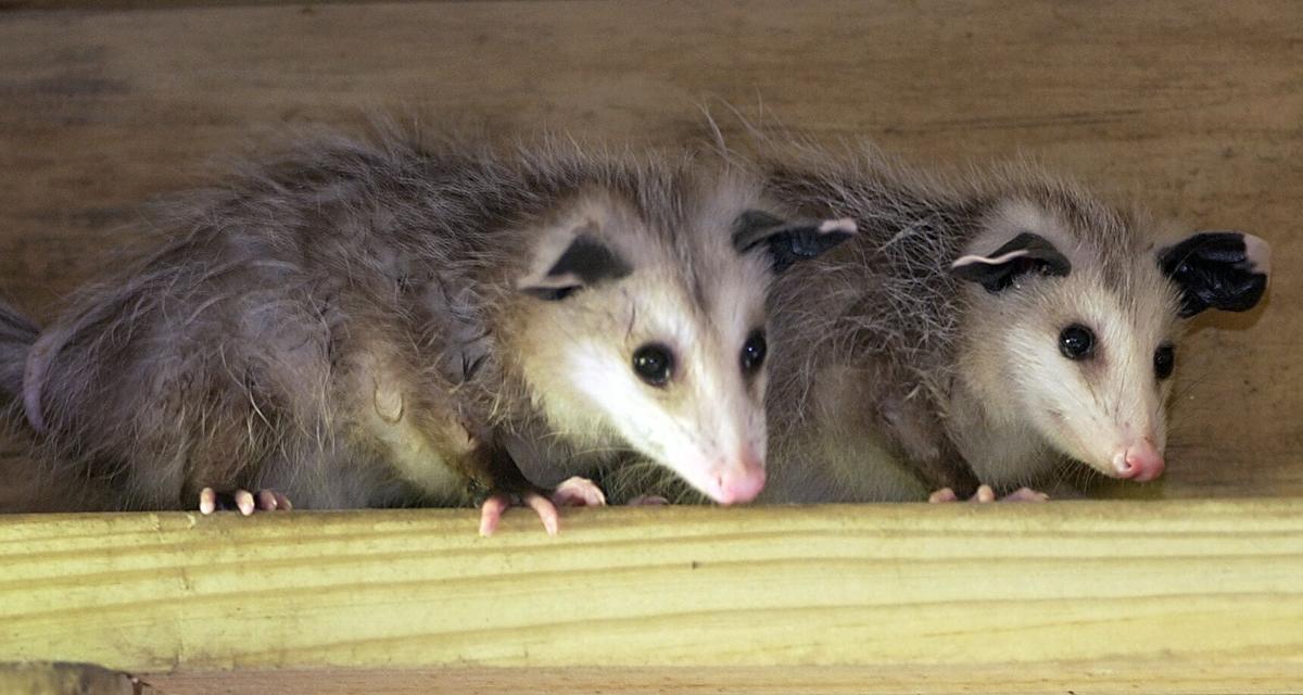 Opossums can be good neighbors, and despite the myth, they don't carry