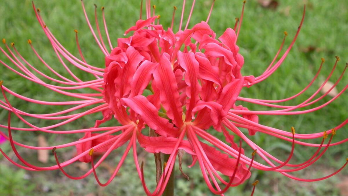 Garden Tips Red Spider Lilies Are Blooming Replace Mulch That Decayed Or Washed Away Home Garden Nola Com Garden Tips Red Spider Lilies Are Blooming Replace Mulch That Decayed Or Washed Away Home Garden Nola Com