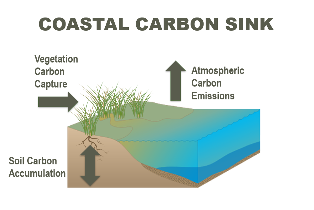 examples of carbon sequestration