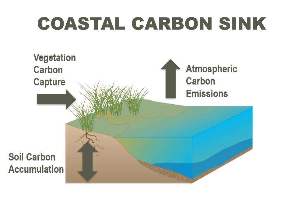 Examples Of Carbon Sequestration Olfeaviation