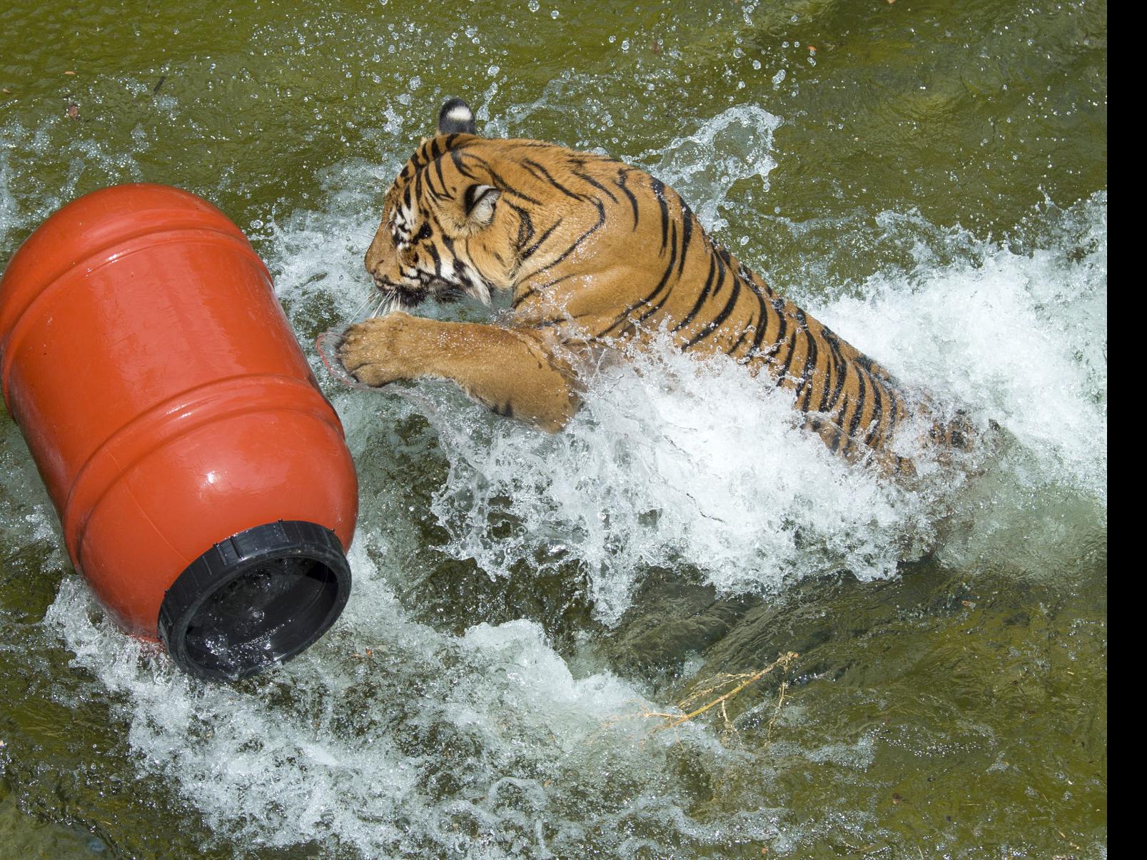 Tiger At Nyc Zoo Tests Positive For Coronavirus Audubon Steps Up