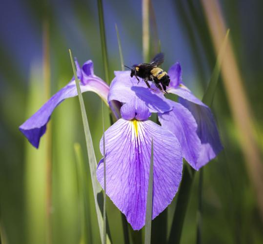Check out New Orleans home and garden events Home/Garden