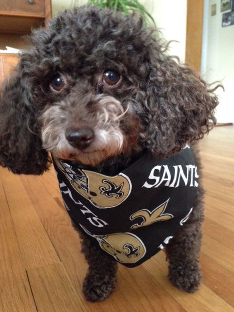 Saints #Dog #NOLA  Fun dog pictures, Furry friend, Dog love