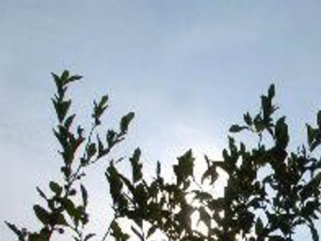 A Guide To You Pick Blueberry Farms In Louisiana Mississippi