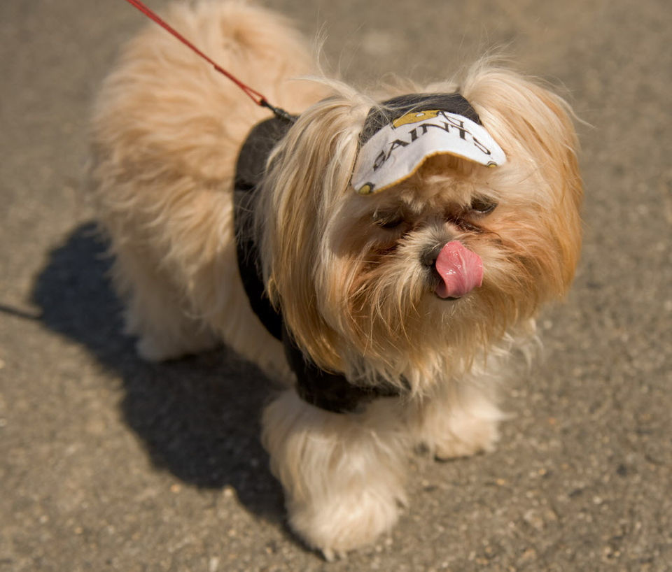 saints dog jersey