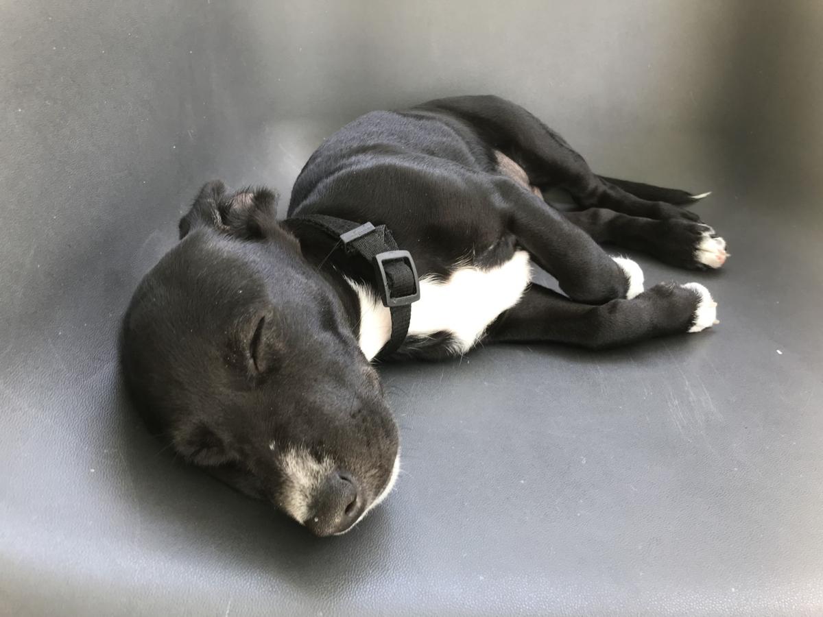 The Speras Get A Pandemic Puppy And Bid Farewell To A Full Night S Sleep Keith Spera Nola Com How to get your puppy to like cuddles. the speras get a pandemic puppy and