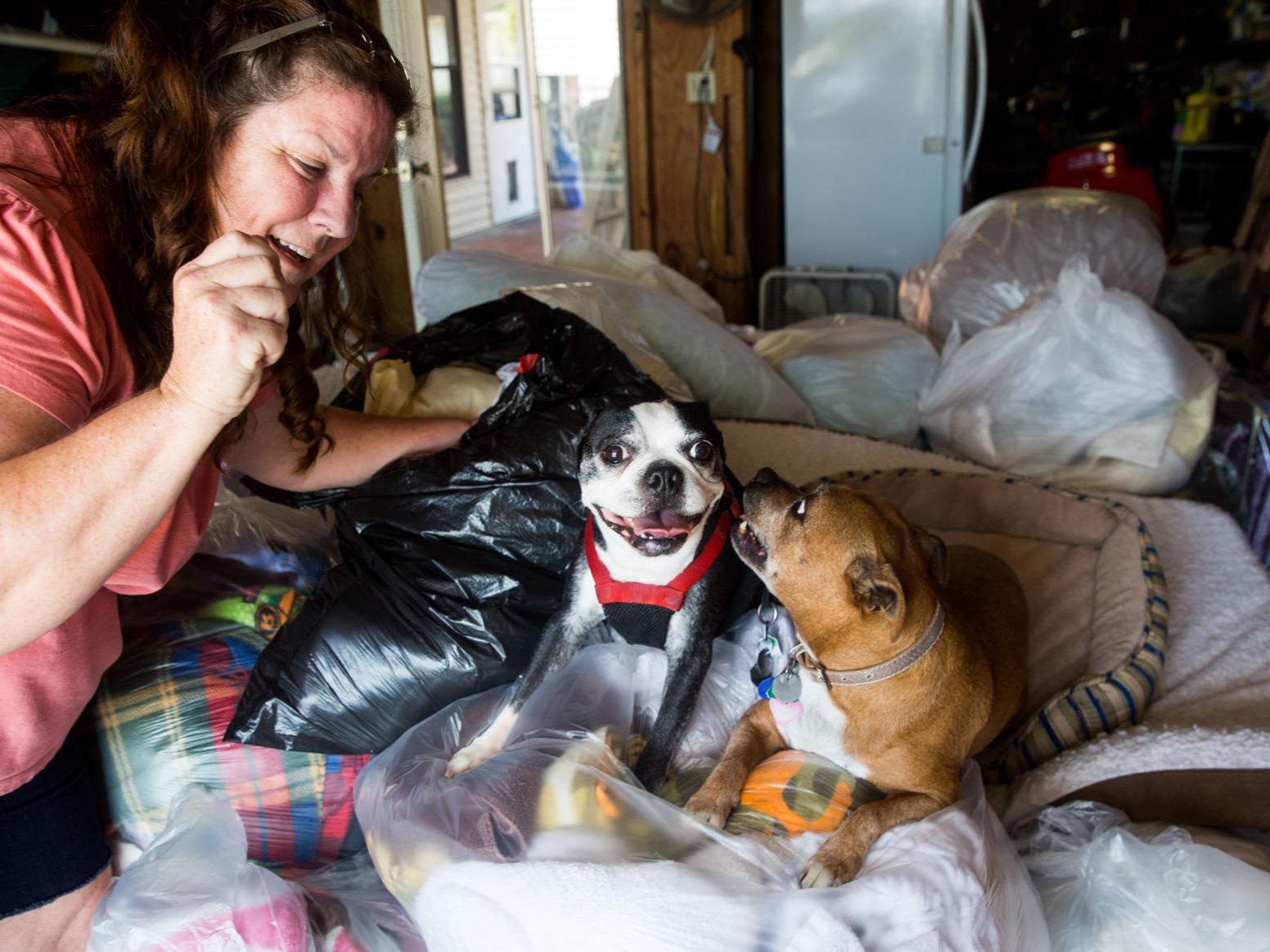 The needs are so great': Metairie animal-lover collects towels and more for homeless dogs | Entertainment/Life The needs are so great': Metairie animal-lover collects towels and more for homeless dogs | Entertainment/Life