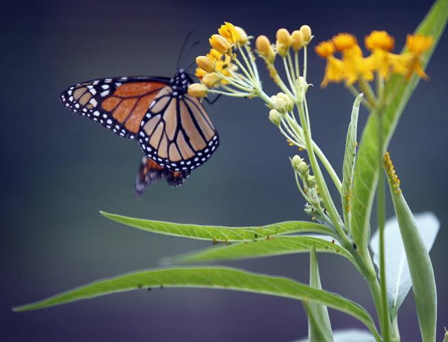 Canadian scientists call the monarch butterfly an 'endangered' species Home/Garden