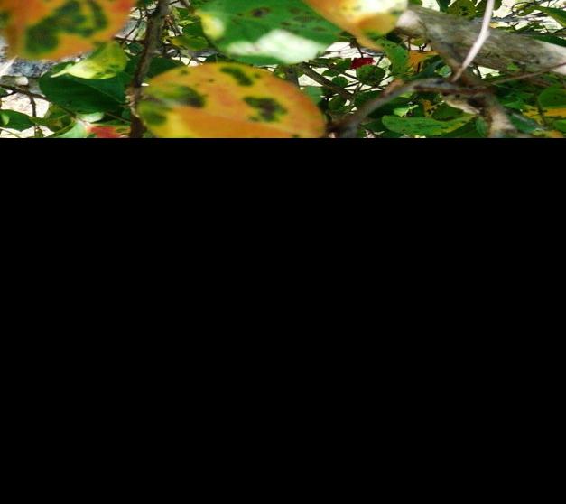 Dan Gill's garden tips Do your crape myrtles look like this? Don't