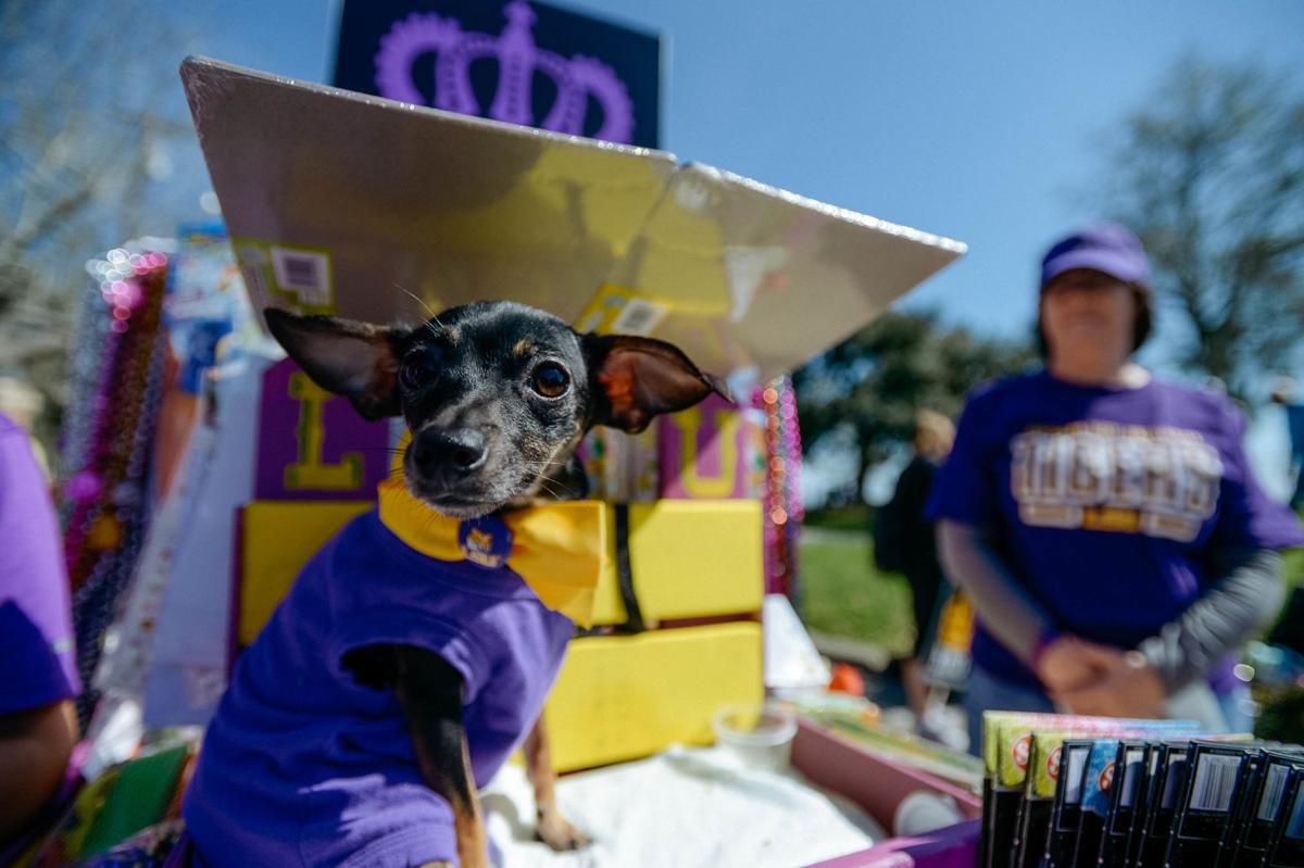 Photos Krewe du Pooch parades along Mandeville lakefront Photos