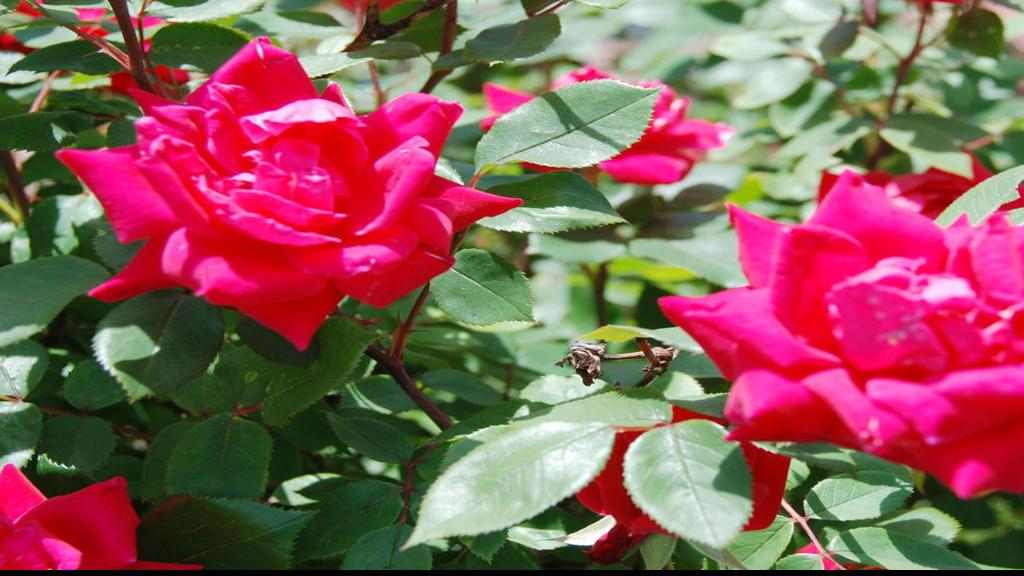 There S A Simple Solution For Knock Out Roses With Spotting Home Garden Nola Com