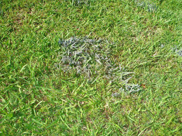 Slime mold isn't pretty but it won't kill your lawn | Home/Garden