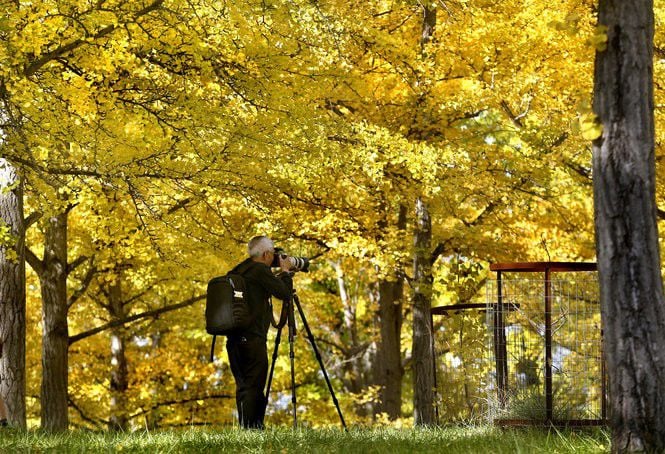 Want Pretty Fall Foliage In South Louisiana Here S What To Plant Home Garden Nola Com