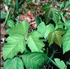 Do you know how to identify and kill poison ivy? Here's how to avoid an ...
