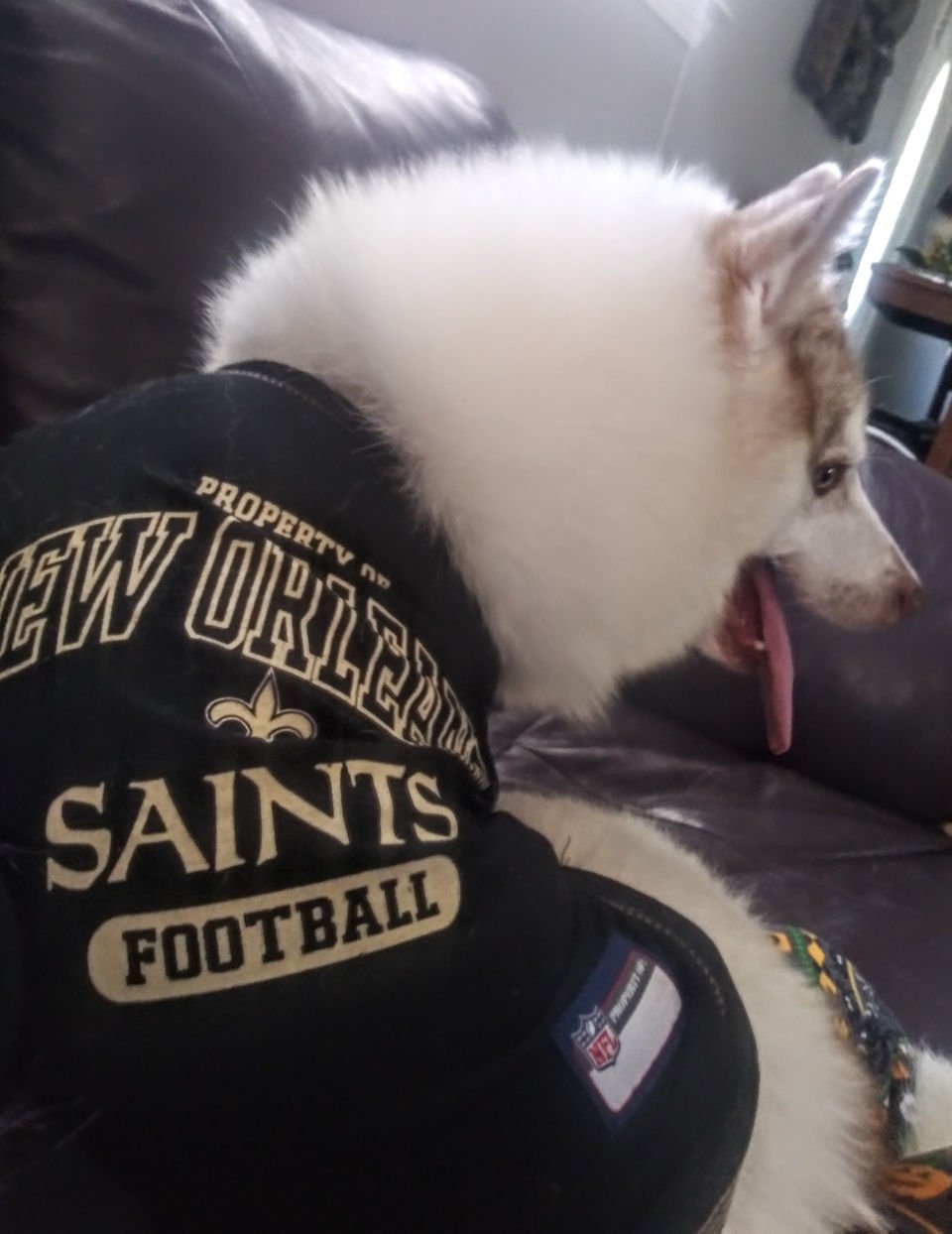 Saints #Dog #NOLA  Saints football, New orleans saints football, Doggie  style