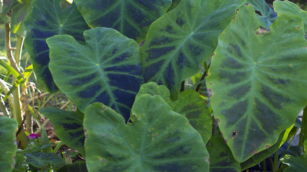 money tree flower Money Tree Floor Plant Floor Size Plant (Large) by 1-800 Flowers