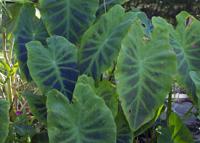 Dan Gill's mailbox: Go easy on the pruning for tropicals showing freeze damage