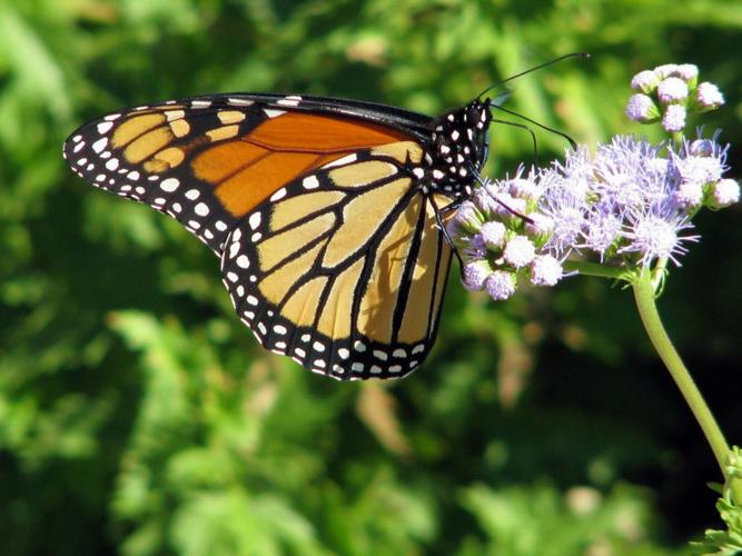 Canadian scientists call the monarch butterfly an 'endangered' species Home/Garden