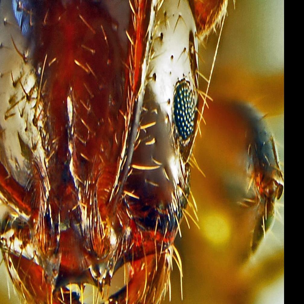 The 10 worst animal invaders in Louisiana: Fire ants, nutria, tiger  mosquitos and more | Environment | nola.com