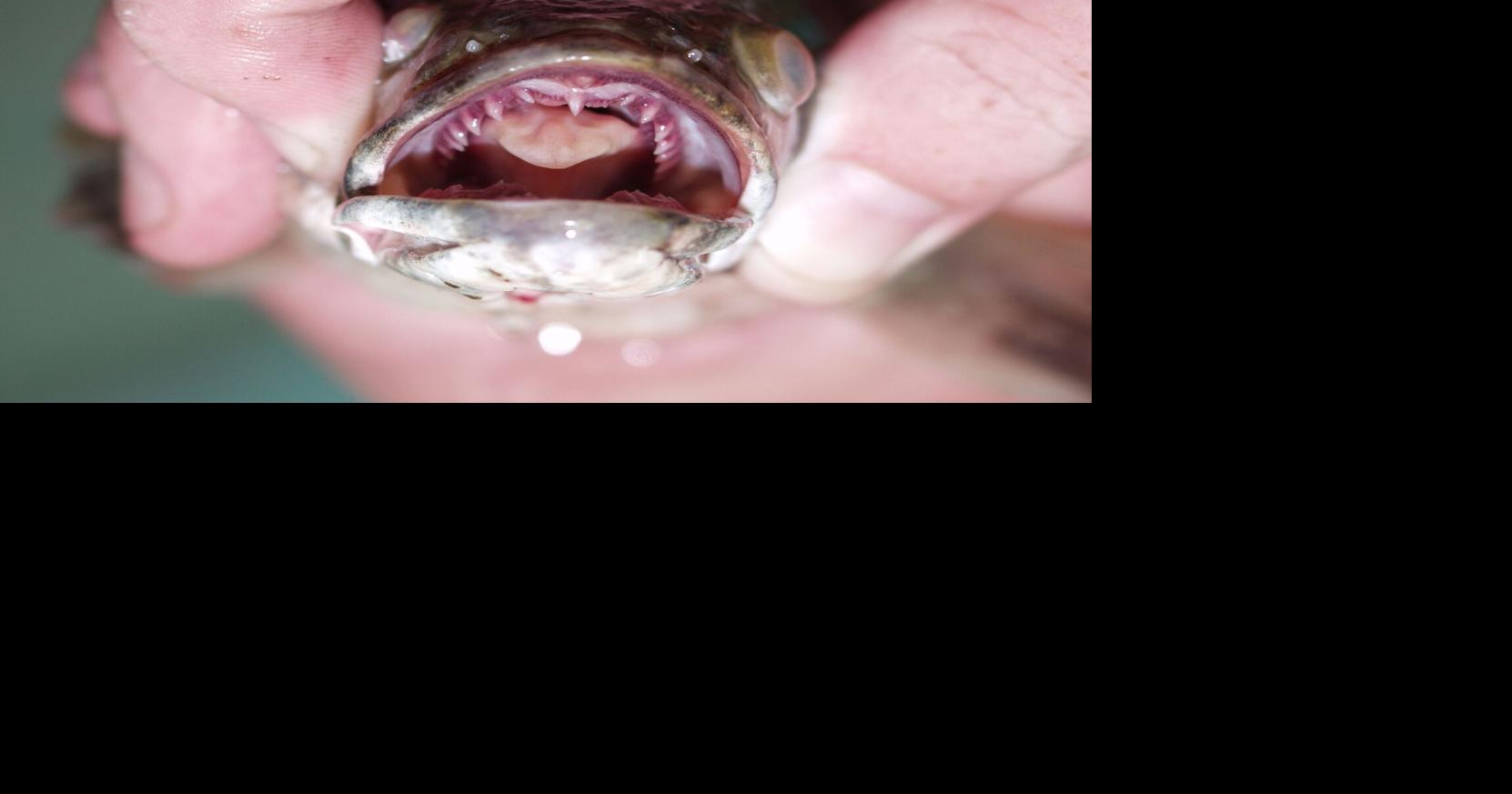 Will Sutton: Snakeheads are nasty predators. I know. I had one.
