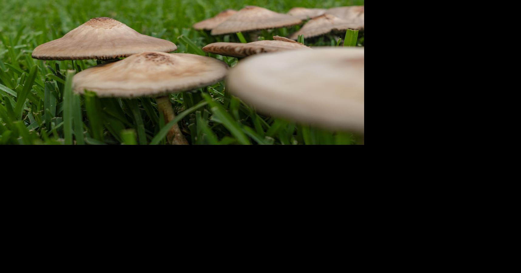 How do fairy rings form? How to get rid of fairy rings? | Home/Garden ...