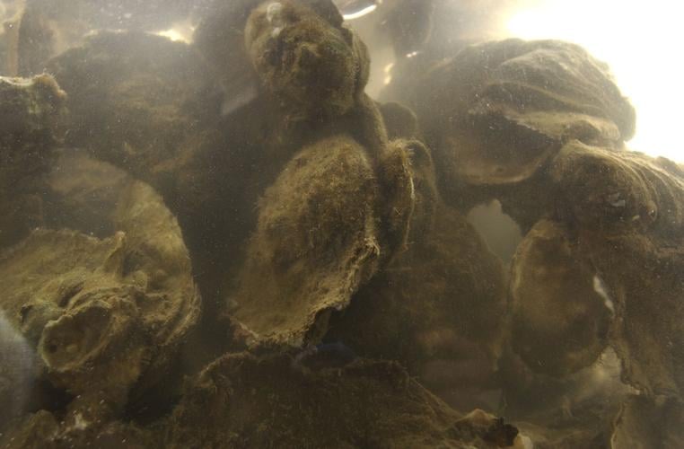underwater oyster bed