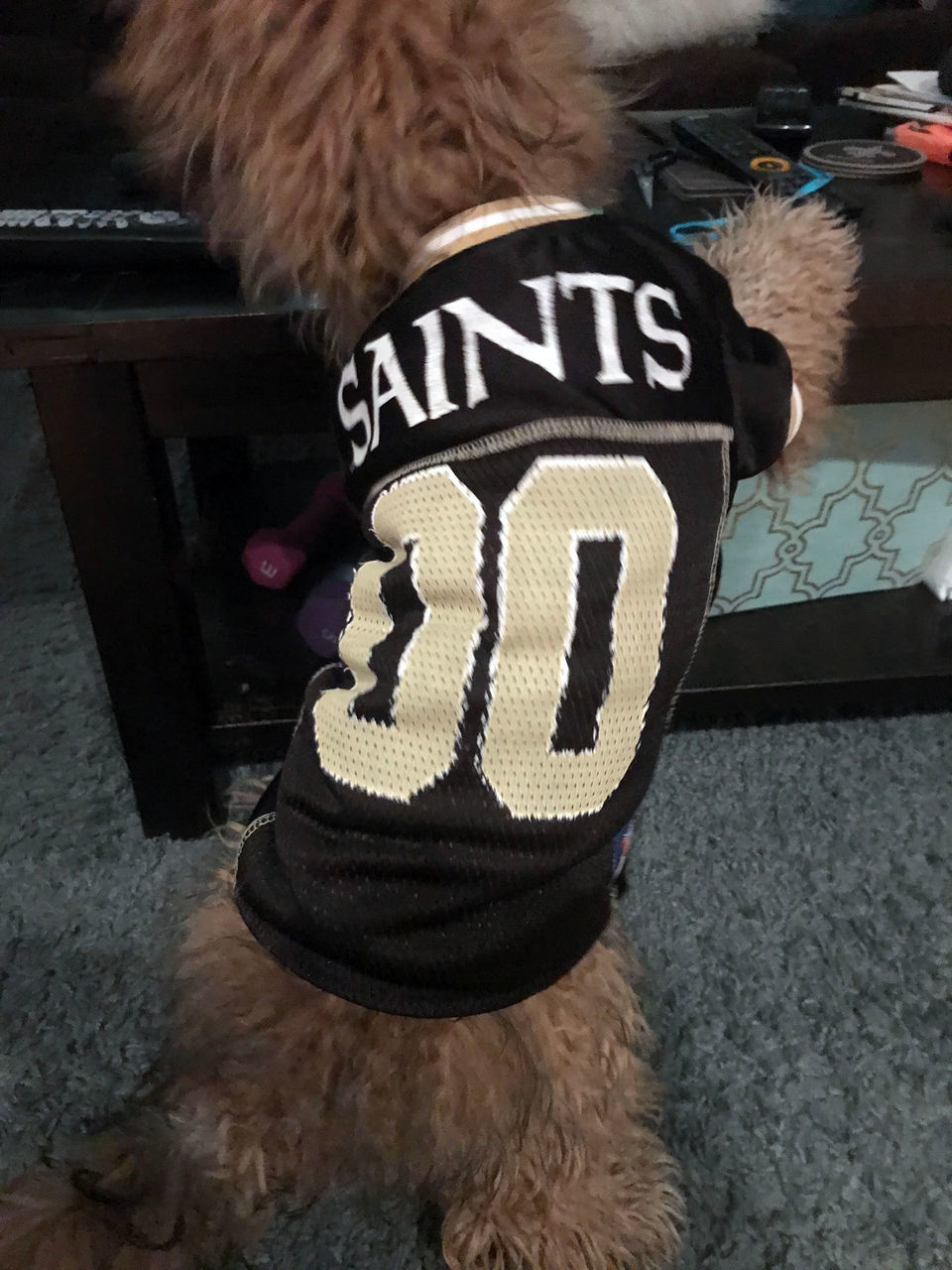 Saints #Dog #NOLA  Fun dog pictures, Furry friend, Dog love