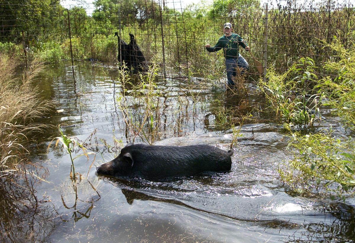 This new law makes it easier to hunt feral hogs and other 'outlaw